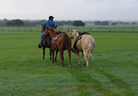 Horseback Riding