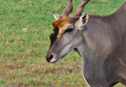 Animals at Picosa Ranch Resort