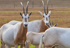 Animals at Picosa Ranch Resort