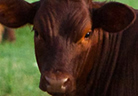 Animals at Picosa Ranch Resort