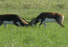 Animals at Picosa Ranch Resort